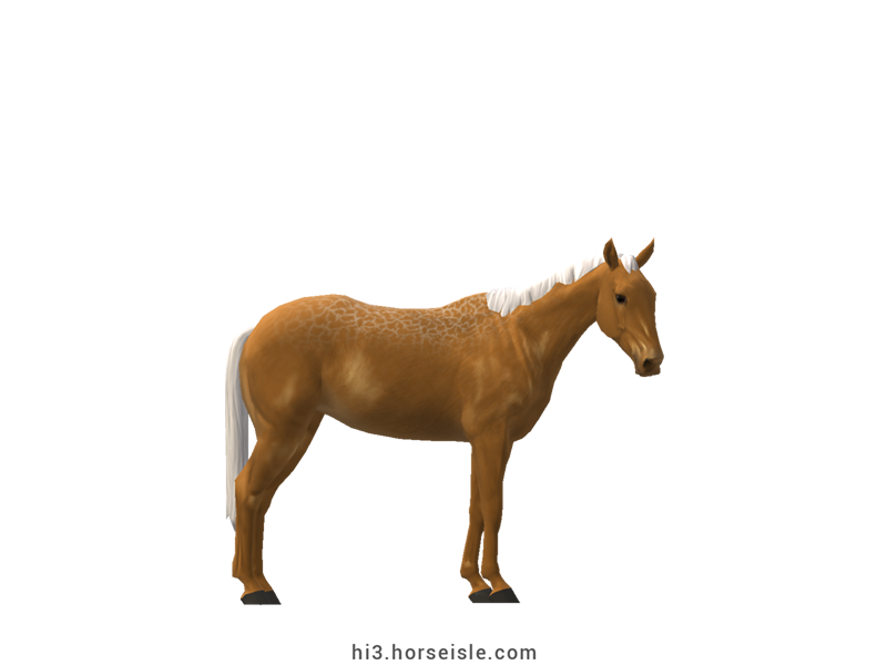 Australian Stock Horse Copper Palomino Coat